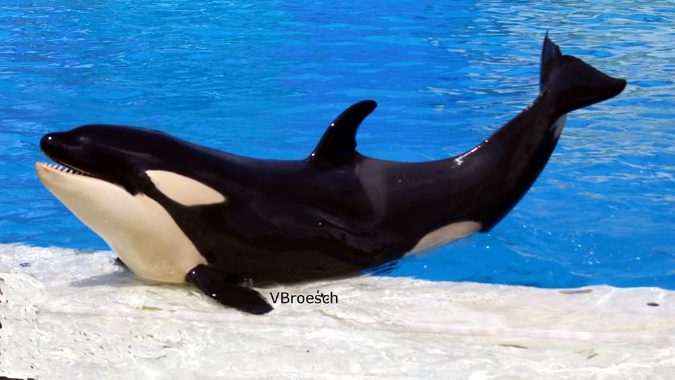 amaya orca