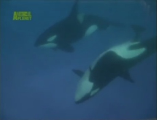 Kohana 5