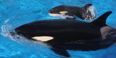 Echobeluga fhbrnjk