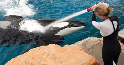 Tilikum 8767