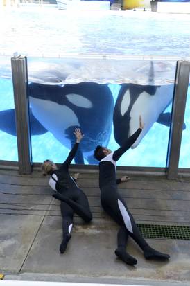 SEAWORLD WHALES 25451951