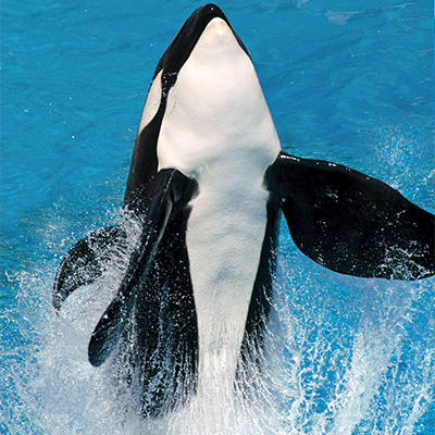Cfe491cef9274ca8a928e854046854a6 pic-sw-killer-whale-physical-char-05--400x400