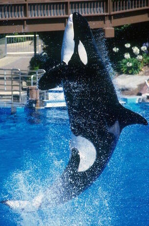 SplashJump-11