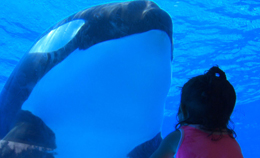 Tilikum