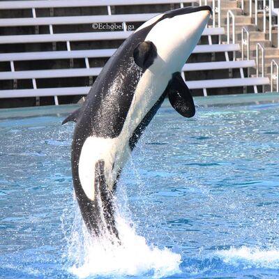 Echobeluga duhajk