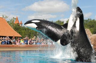 Marineland whales