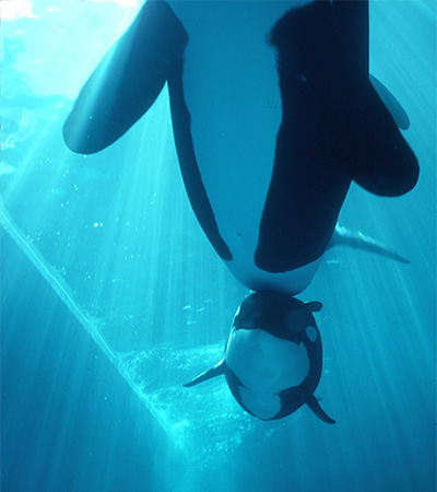 F74a74738b8f4cacadeb4e95c2a42633 pic-sw-killer-whale-reproduction-03--400x450