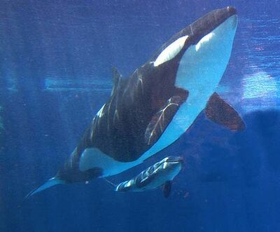 Killer-whale-420x0