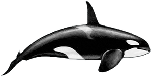 Killer-whale-male