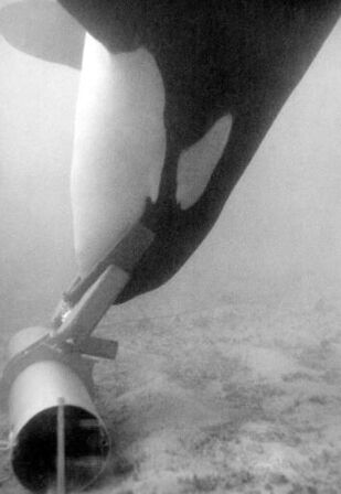 Ahab 1