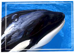 Pic-killer-whale-blowhole