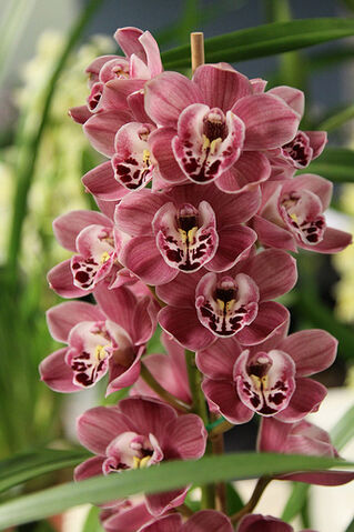 File:Cymbidium Akebono 'Dural'.jpg