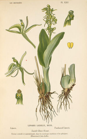 File:Liparis loeselii plate.jpg
