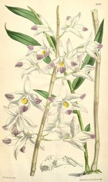 357px-Dendrobium amoenum - Curtis' 101 (Ser. 3 no. 31) pl. 6199 (1875)