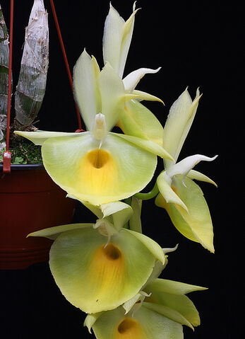 File:Catasetum pileatum.jpg