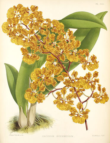 File:Tolumnia guianensis plate.jpg