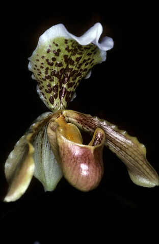 File:Paph insigne dark.jpg
