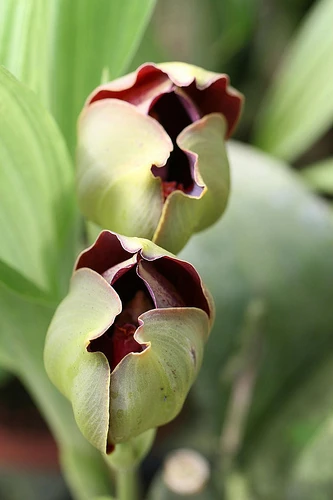 Anguloa hohenlohii Orchids Wiki FANDOM powered by Wikia