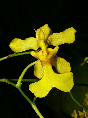 File:Oncidium ansiferum.jpg