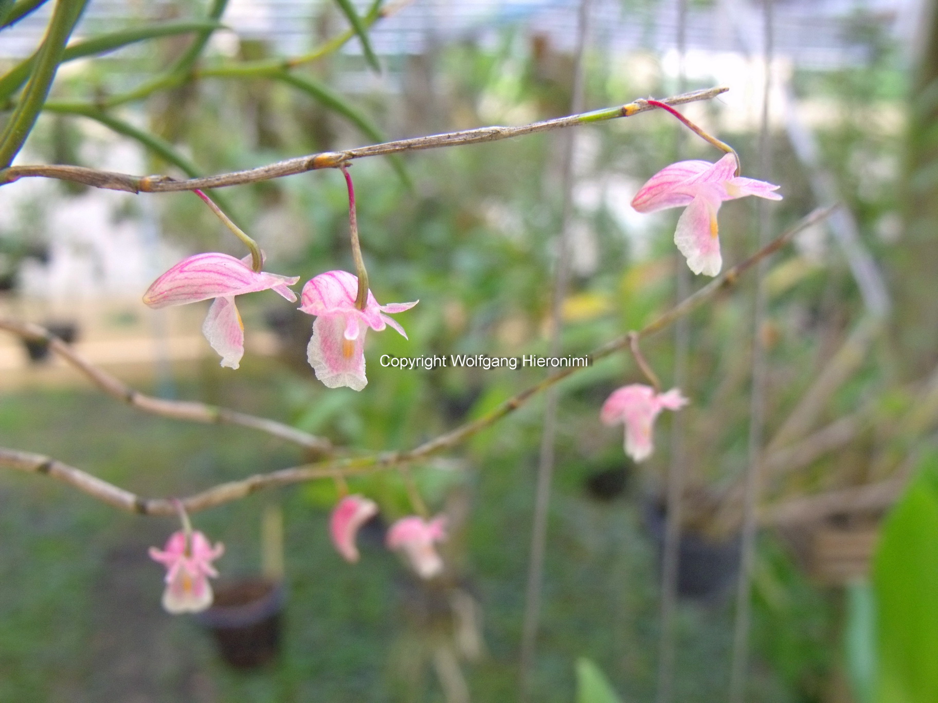 Dendrobium acerosum01