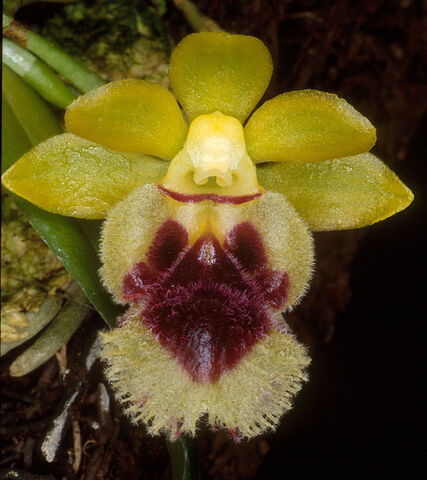 File:Haraella retrocalla.jpg