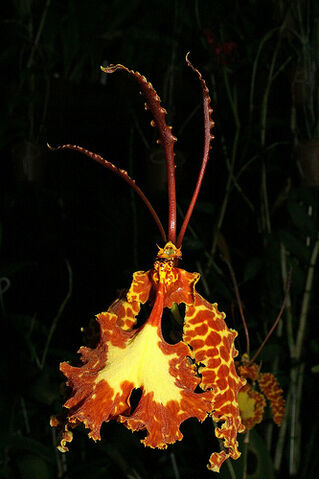 File:Psychopsis krameriana.jpg