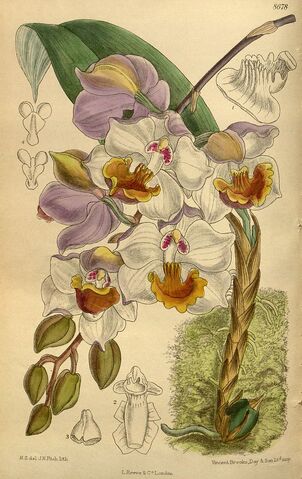 File:Acacallis cyanea 142-8678.jpg