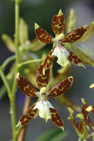 File:Oncidium maculatum.jpg