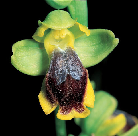 File:Ophrys × battandieri.jpg