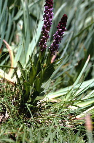 File:Disa aconitoides habitat.jpg