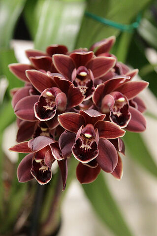 File:Cymbidium Velvet Touch.jpg