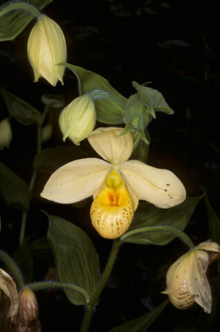 File:Cypripedium molle.jpg