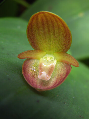 File:Pleurothallis cardiothallis.jpg