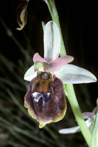 File:Ophrys argolica lucis.jpg