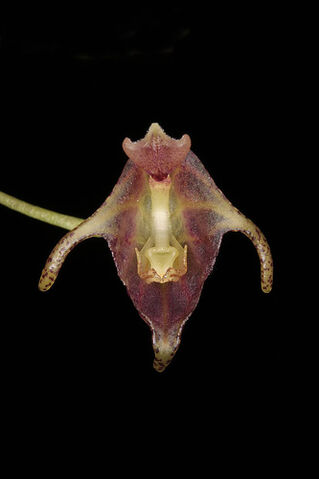 File:Porroglossum portillae.jpg