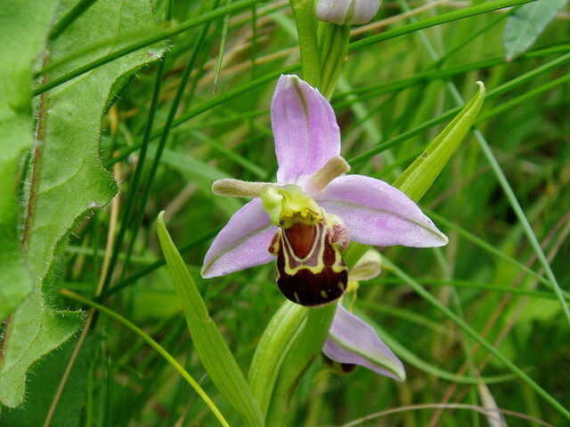 File:Ophrys apifera2.jpg