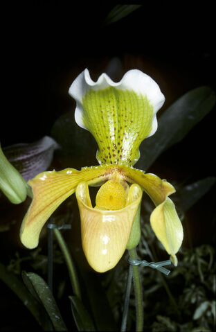 File:Paph insigne yellow.jpg