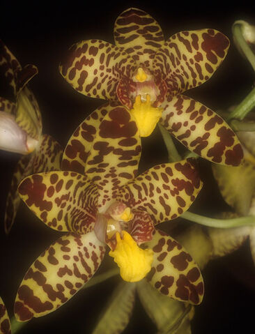 File:Ansellia africana 'Tiger Stripes.jpg