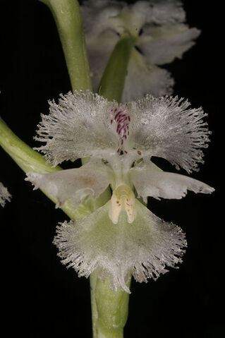 File:Huttonaea fimbriata.jpg