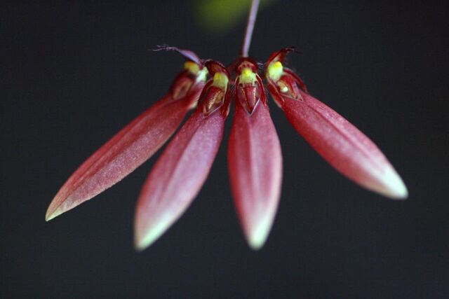 File:Bulbophyllum sp.jpg