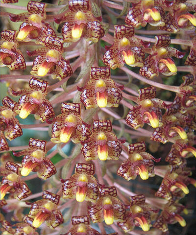 File:Bulb. becarii.jpg