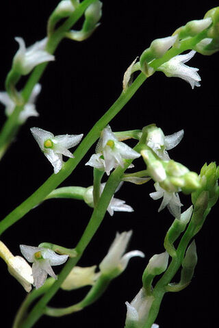 File:Eria perpusilla.jpg