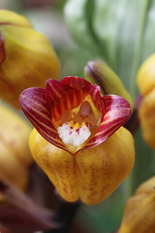 File:Acanthephippium mantinianum.jpg