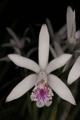 File:Sophronitis lundii.jpg