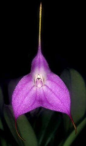 File:Masdevallia hymenantha.jpg