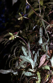 Paphiopedilum javanicum habitat