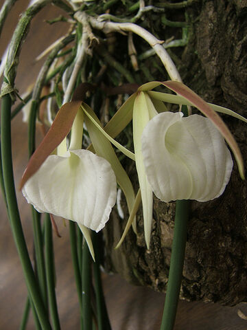 File:Brassavola acaulis.jpg