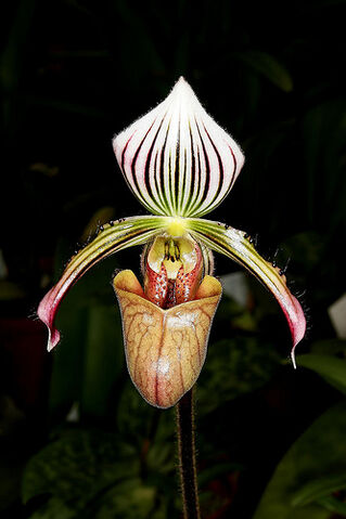 File:Paphiopedilum fowliei.jpg