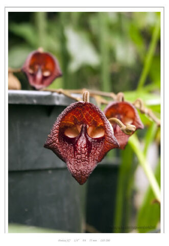 File:Aristolochia salvadorense aristolochiaceae IMGP8179 rw.jpg