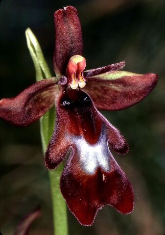 File:Ophrys insectifera red.jpg
